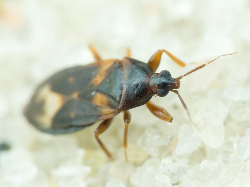Lyctocoris dirnidiatus (Spinola, 1837)